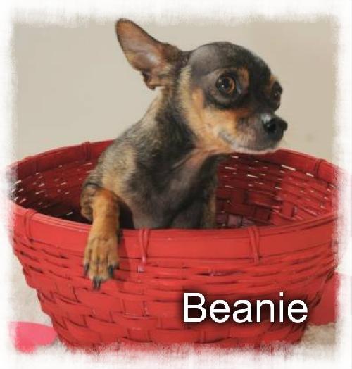 Beanie