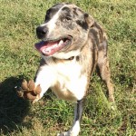 Adoptable Georgia Dogs for June 3, 2016