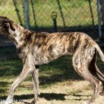 Adoptable Georgia Dogs for June 8, 2016