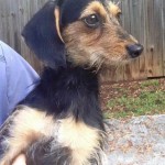 Adoptable Georgia Dogs for June 29, 2016