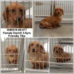Adoptable Georgia Dogs for June 9, 2016
