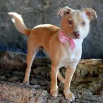 Adoptable Dogs for June 14, 2016