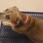 Adoptable Georgia Dogs for June 22, 2016