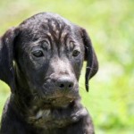 Adoptable Georgia Dogs for June 23, 2016