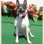 Adoptable Georgia Dogs for June 1, 2016