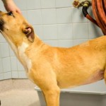 Adoptable Georgia Dogs for June 15, 2015