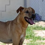 Adoptable Georgia Dogs for June 24, 2016