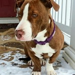 Adoptable Georgia Dogs for June 26, 2016