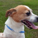 Adoptable Georgia Dogs for June 21, 2016