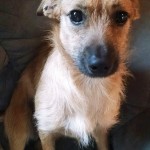 Adoptable Georgia Dogs for June 20, 2016