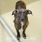 Adoptable Georgia Dogs for June 10, 2016