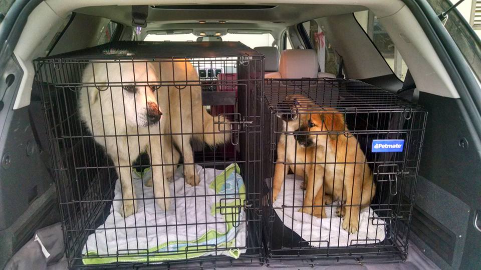 PuppymobileInside