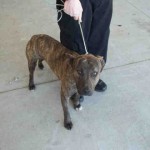 Adoptable Georgia Dogs for June 16, 2016