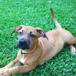 Adoptable Georgia Dogs for June 17, 2016
