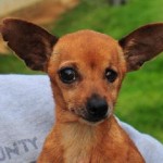 Adoptable Georgia Dogs for June 13, 2016
