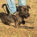 Adoptable (Official) Georgia Dogs for July 27, 2016