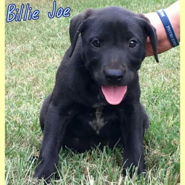 Billie Joe