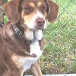Adoptable (Official) Georgia Dogs for July 26, 2016