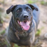 Adoptable (Official) Georgia Dogs for July 20, 2016