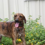 Official (Adoptable) Georgia Dogs for July 7, 2016