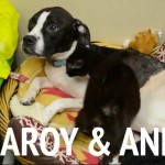 Official (Adoptable) Georgia Dogs for July 11, 2016