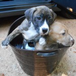 Adoptable (Official) Georgia Dogs for July 15, 2016