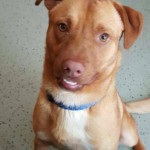 Adoptable (Official) Georgia Dogs for July 18, 2016