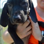 Adoptable (Official) Georgia Dogs for July 21, 2016