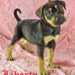 Adoptable Georgia Dogs for July 1, 2016