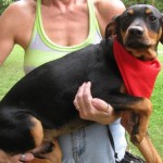 Adoptable Georgia Dogs for July 6, 2016