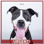 Adoptable (Official) Georiga Dogs for July 25, 2016