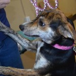 Adoptable (Official) Georgia Dogs for July 13, 2016