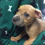 Adoptable (Official) Georgia Dogs for July 29, 2016