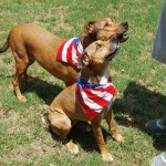 Adoptable Georgia Dogs for July 5, 2016