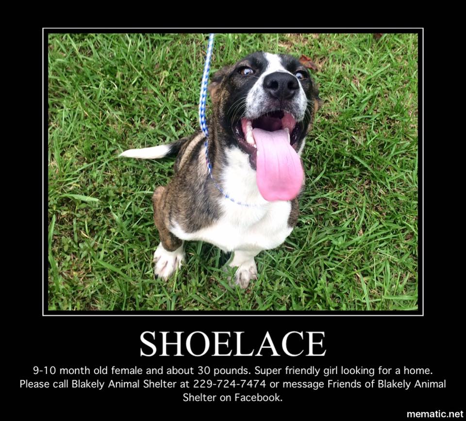 Shoelace