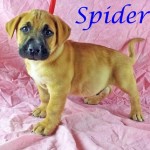 Adoptable (Official) Georgia Dogs for July 19, 2016