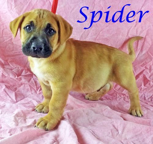 Spider