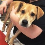 Adoptable (Official) Georgia Dogs for July 14, 2016