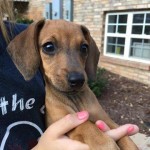 Adoptable (Official) Georgia Dogs for July 12, 2016