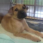 Adoptable (Official) Georgia Dogs for August 12, 2016