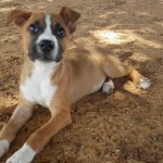 Adoptable (Official) Georgia Dogs for August 16, 2016