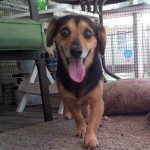 Adoptable (Official) Georgia Dogs for August 9, 2016