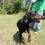 Adoptable (Official) Georgia Dogs for August 1, 2016