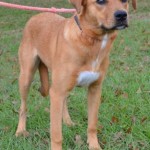 Adoptable (Official) Georgia Dogs for August 2, 2016