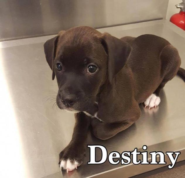 Destiny