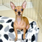 Adoptable (Official) Georgia Dogs for August 31, 2016