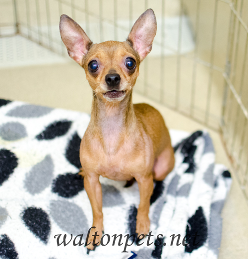 Georgia Chihuahua
