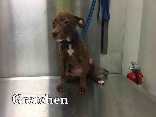 Gretchen