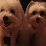 Adoptable (Official) Georgia Dogs for August 25, 2016