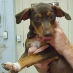 Adoptable Georgia Dogs for August 3, 2016